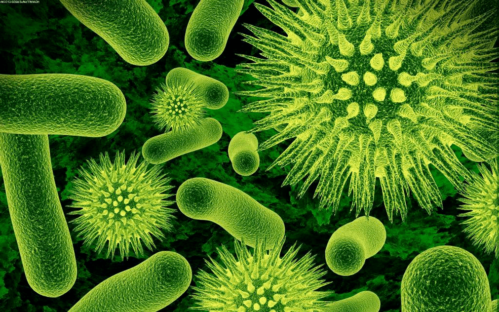jak bakterie dostają się do organizmu 